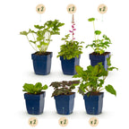 Borderpakket vaste planten, schaduw, detail van het blad