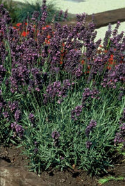 Lavandula ang. &