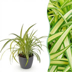 Chlorophytum comosum Variegatum met grijze pot, plant in pot