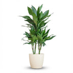 Dracaena Janet Lindt met witte pot, detail van het blad