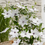 Clematis Garland Tsukiko, bloeiende klimplant, kenmerkend blad