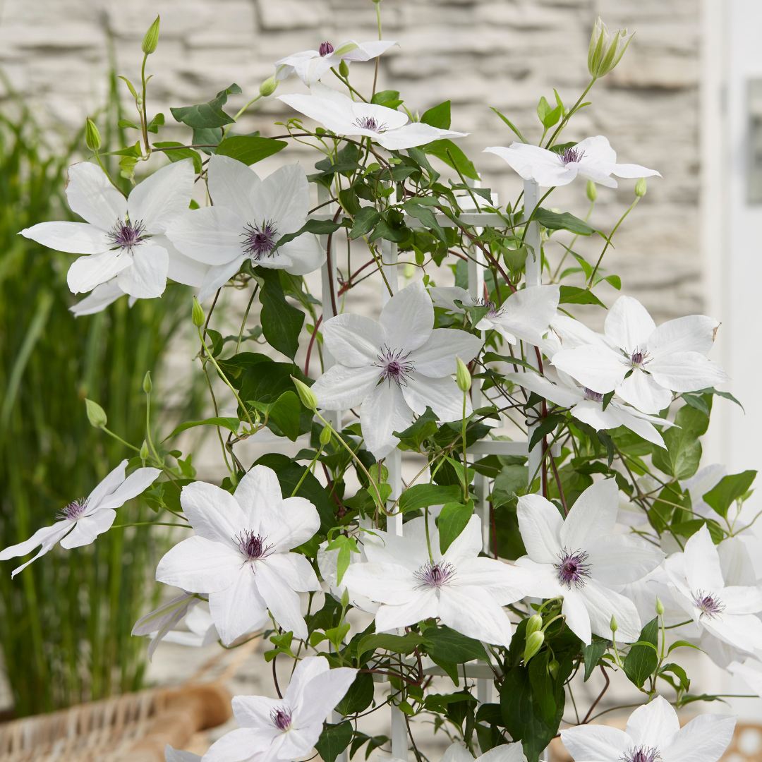 Clematis Garland Tsukiko, bloeiende klimplant, kenmerkend blad