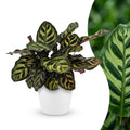 Calathea Makoyana - Pauwenplant met witte pot, plant in pot
