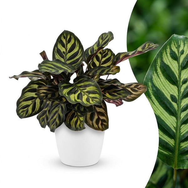Calathea Makoyana - Pauwenplant met witte pot
