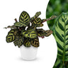 Calathea Makoyana - Pauwenplant met witte pot