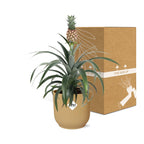 Detailfoto van Ananas Mi Amigo in ELHO Vibes Fold 14cm geel