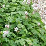 24x Geranium cant. &