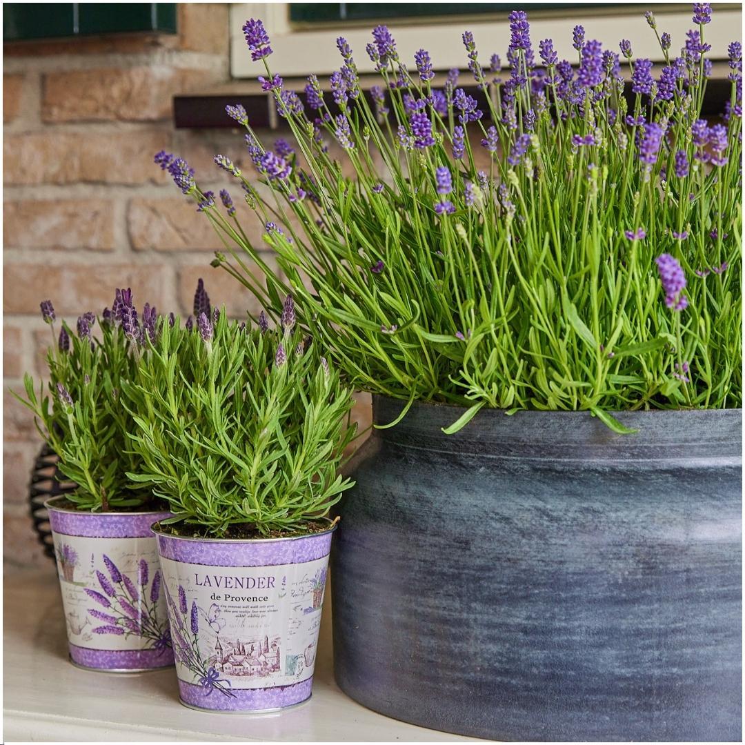 Productafbeelding van Pureplant