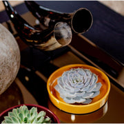 ROOTLESS Succulent Echeveria Pulidonis in schaal &
