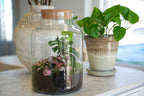 Terrarium Little Milky 'Love Mom', gegraveerde kurk en licht, groeiwijze van de plant