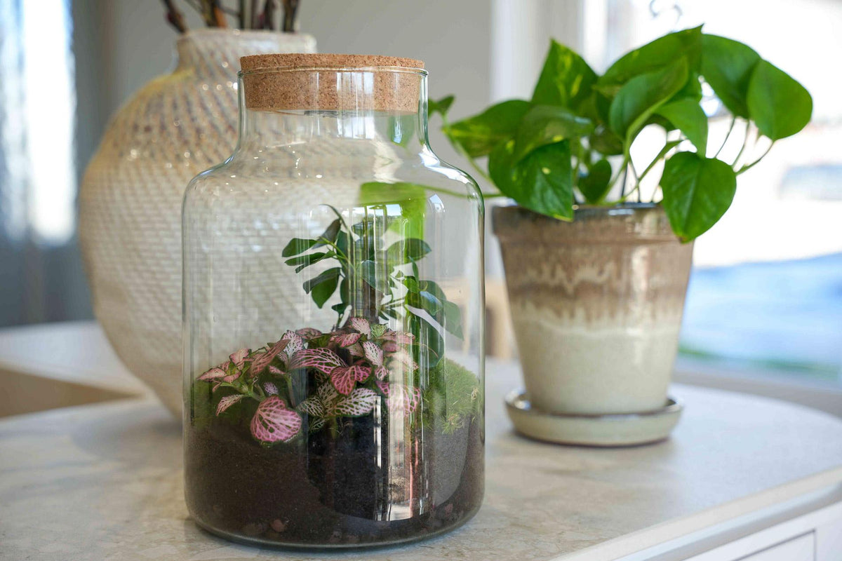 Terrarium Little Milky 'Love Mom', gegraveerde kurk en licht, groeiwijze van de plant