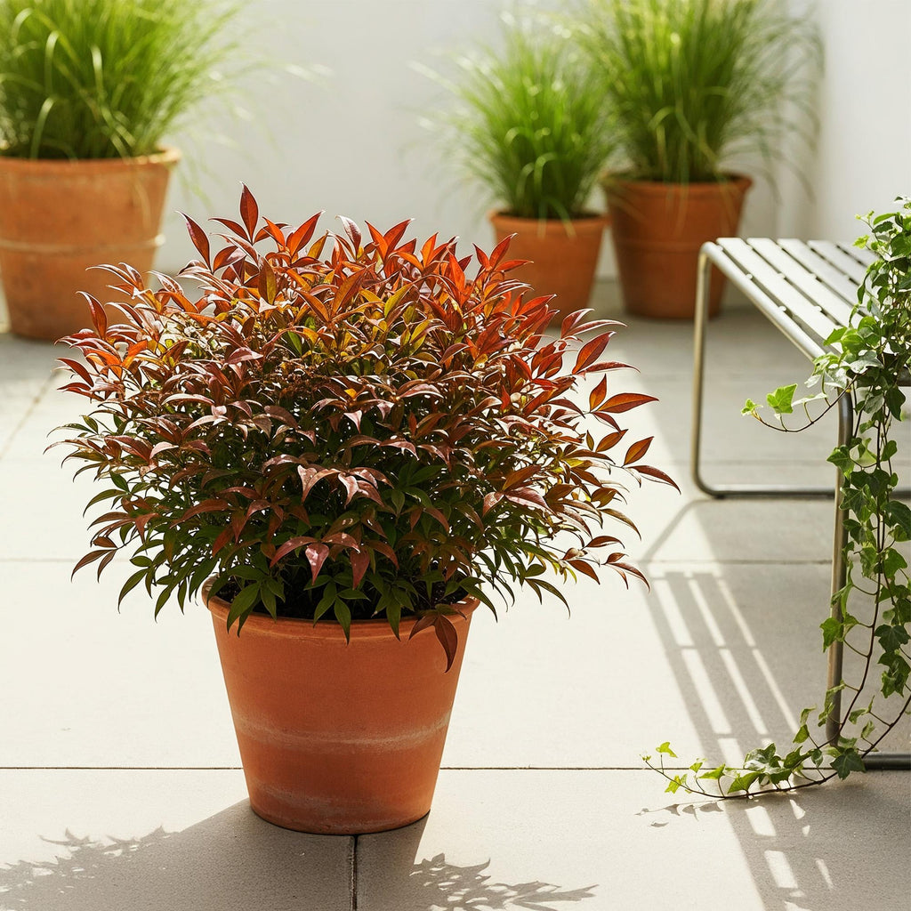 Nandina Gulfstream, plant in pot