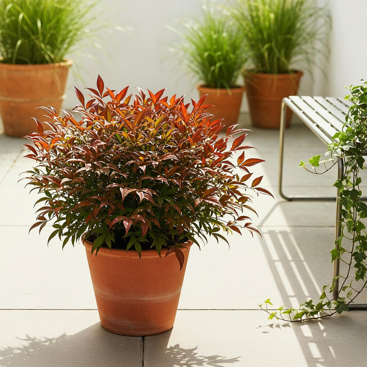 Nandina Gulfstream, plant in pot