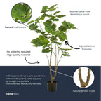 Ficus Umbrella boom, kenmerkend blad