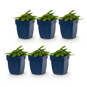 6x Stachys off. Alba - Ezeloor - Wit