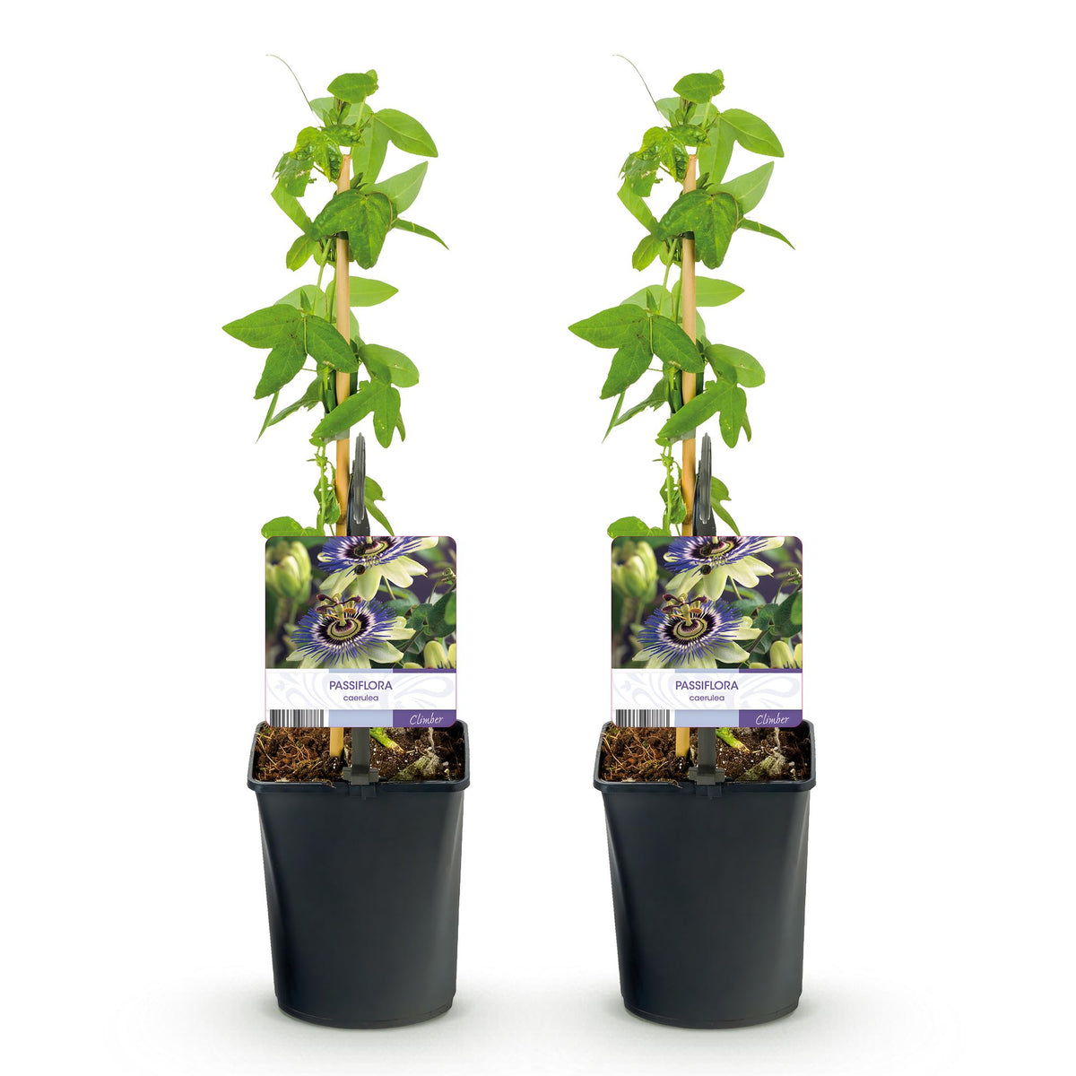 Passiflora caerulea, plant voor tuin en border