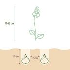 Bulb Garden mix, groene bladeren