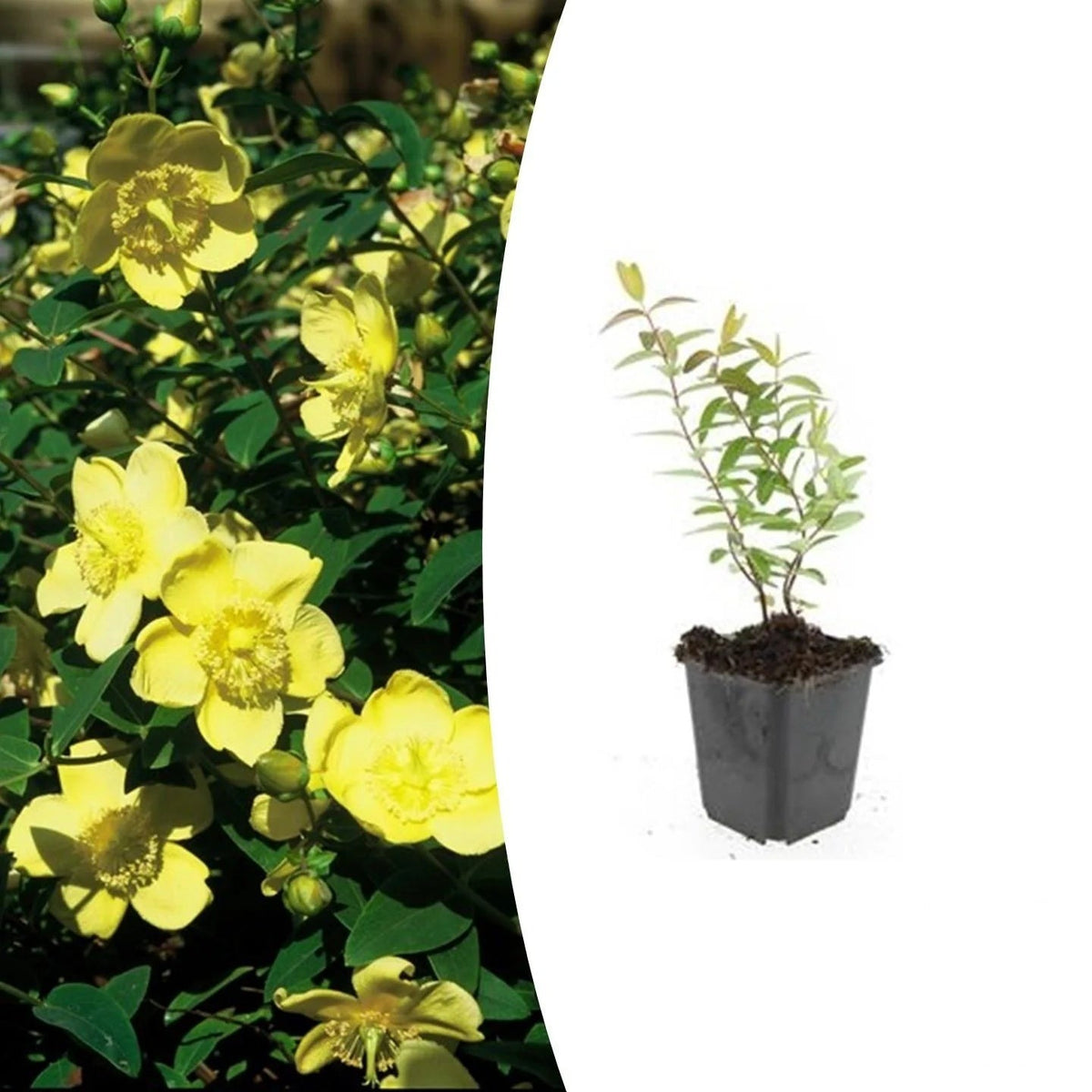 Hypericum 'Hidcote', plant in pot