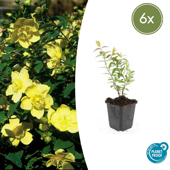 Hypericum &