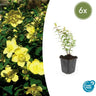 6x Hypericum 'Hidcote'