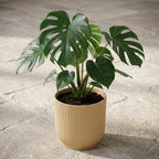 Elho Vibes Fold bloempot met ribbels, geel, Ø18 cm, plant in pot