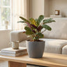 Ctenanthe Burle Marxii - Visgraatplant - met grijze pot