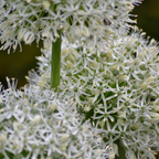 Productafbeelding van Pureplant
