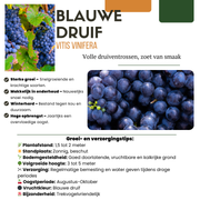 3 x Biologische Druivenplanten