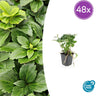 48x Pachysandra terminalis