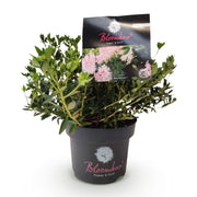 Bloombux Light Pink, dwergrhododendron met buxusvorm