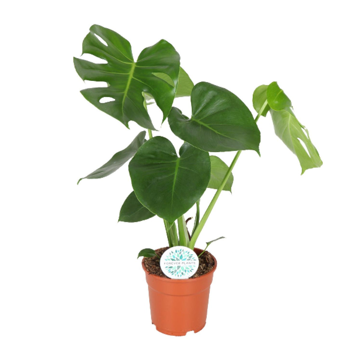 Productfoto van Monstera deliciosa, gatenplant met glanzend blad, 55 cm hoog