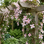 Clematis montana &
