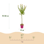 2x - Salix Flamingo - Ø19cm - ↕90-100cm