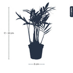 Chamaedorea elegans 'Baby', parlour palm voor terrarium, groene bladeren