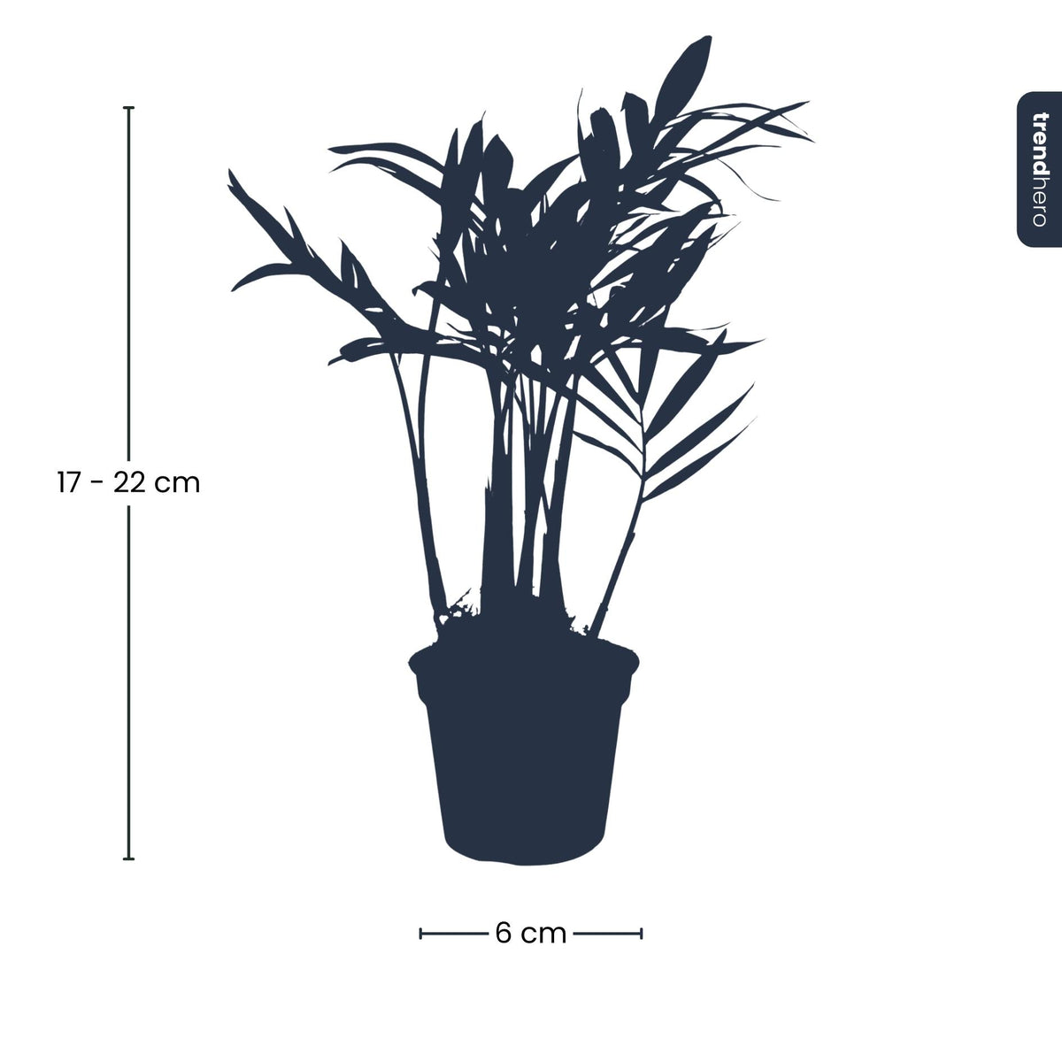 Chamaedorea elegans 'Baby', parlour palm voor terrarium, groene bladeren