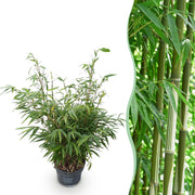 Fargesia robusta Pingwu