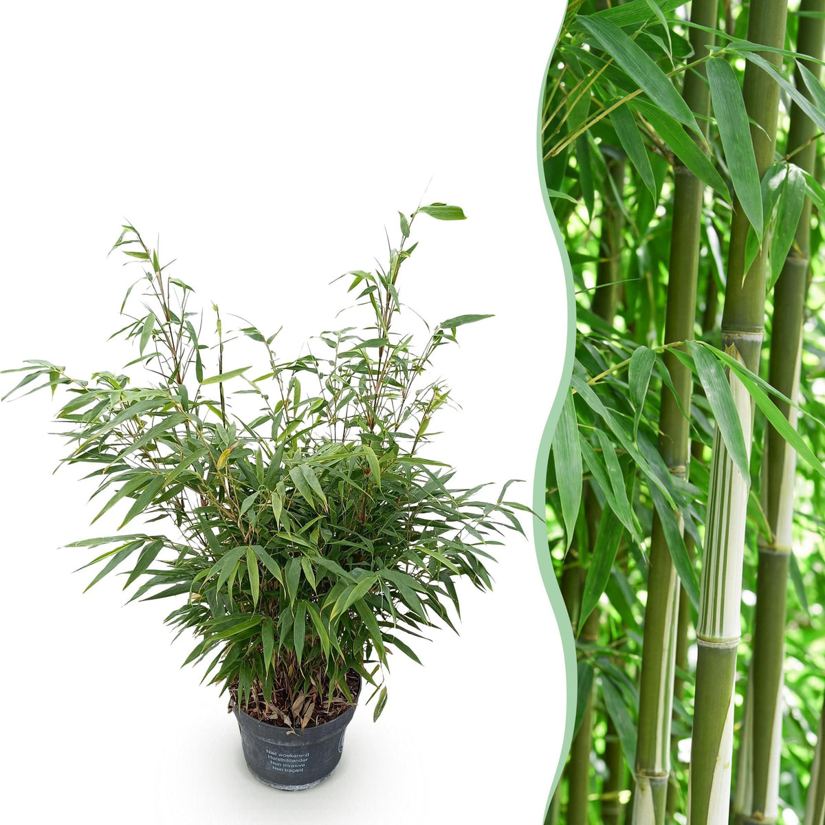 Fargesia robusta Pingwu, detail van het blad