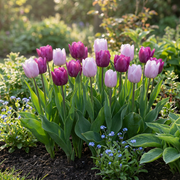 Tulp Candy Purple Prince mix bloembollen, foto 2