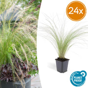 Stipa tenuissima &