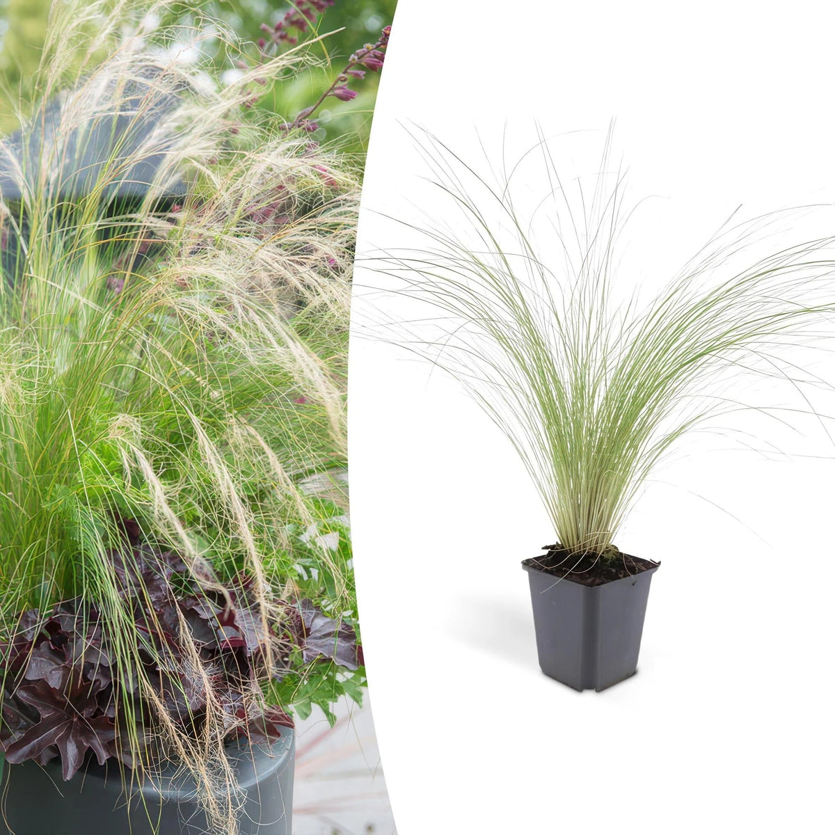 Stipa tenuissima 'Ponytails', plant in pot