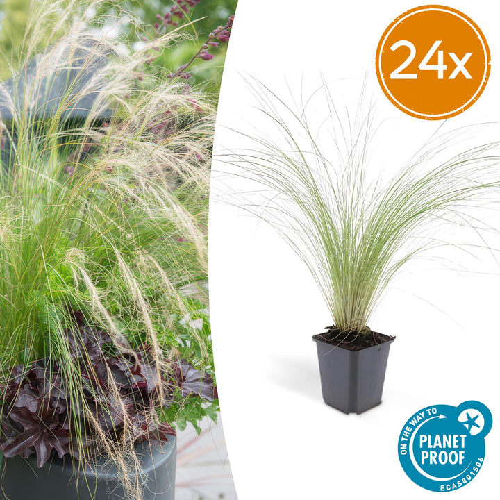 Stipa tenuissima &