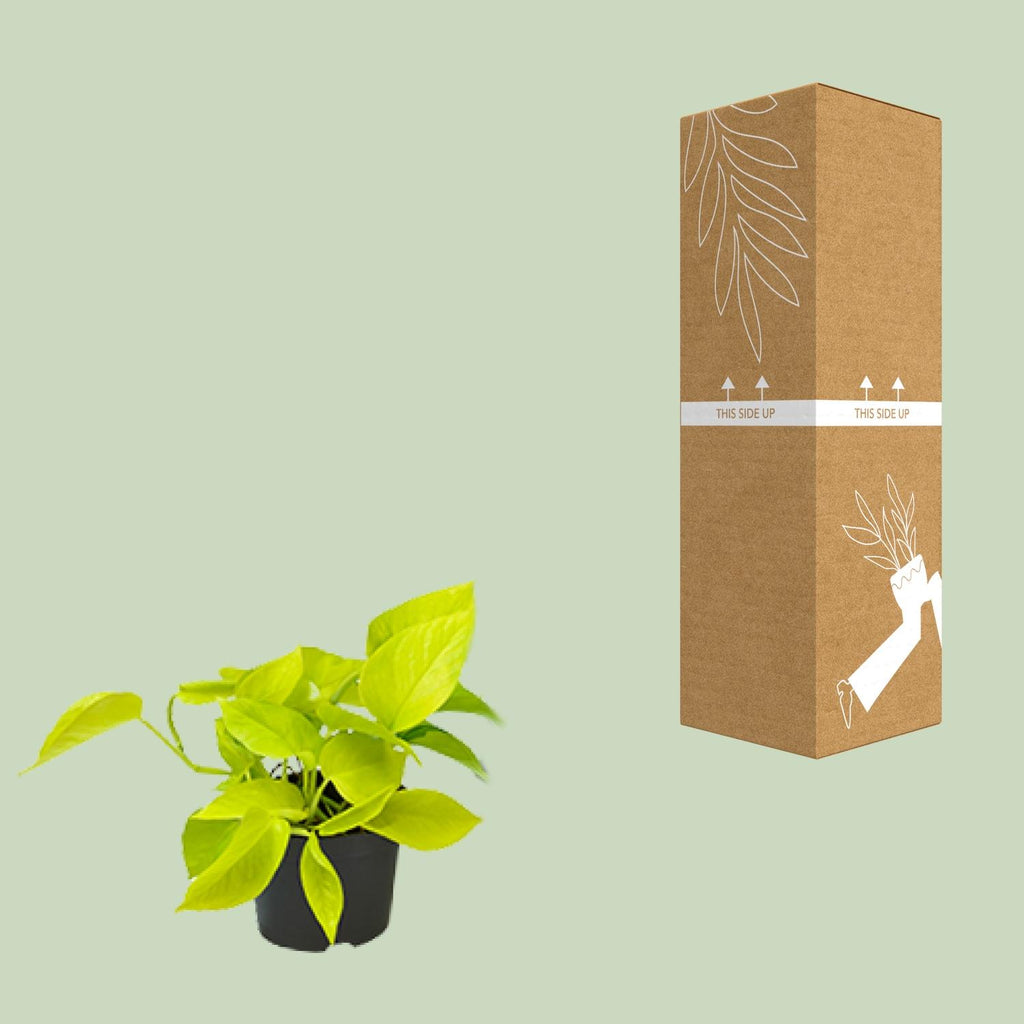 Detailfoto van Epipremnum Golden Pothos - Scindapsus - Aanbieding