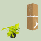 Detailfoto van Epipremnum Golden Pothos - Scindapsus - Aanbieding