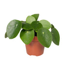 Detailfoto van Pilea peperomioides, pannenkoekenplant, 20 cm hoog