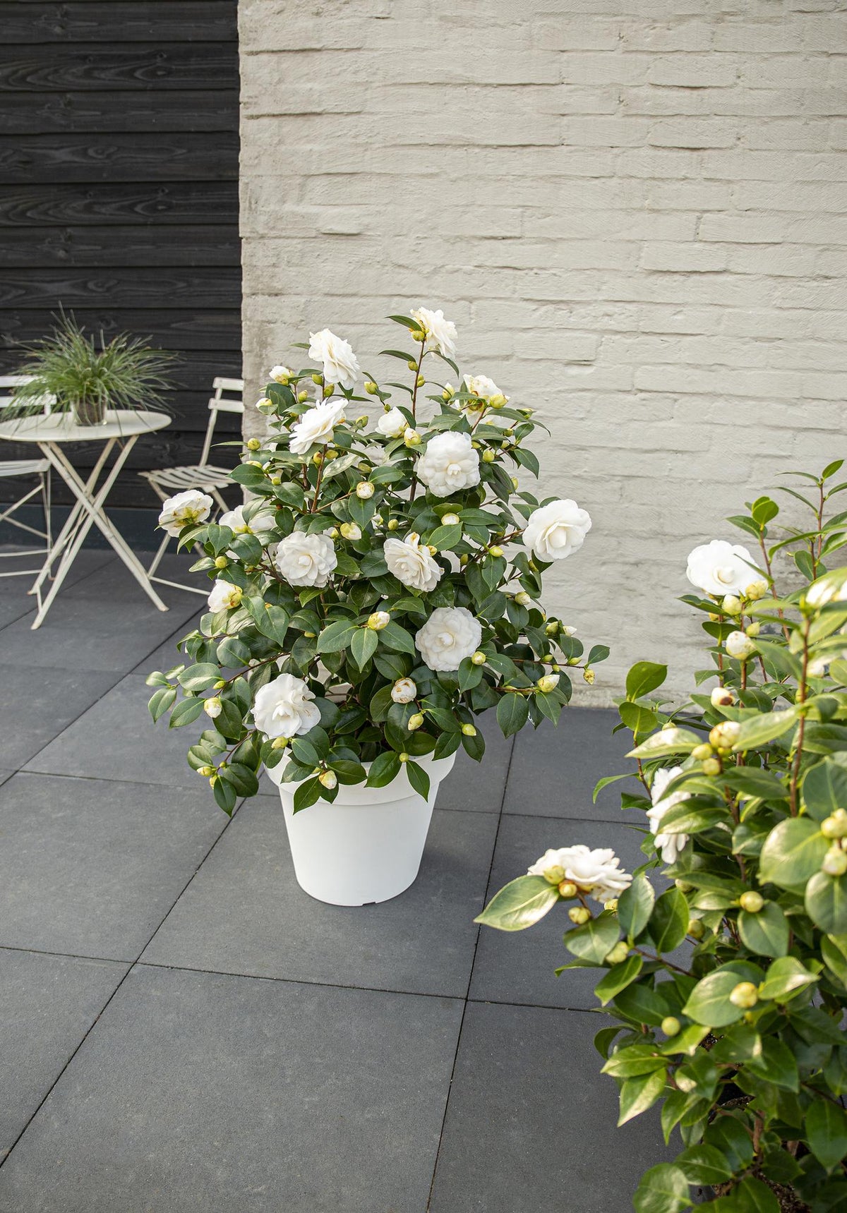 Detailfoto van Camellia jap. 'Nuccio's Gem'