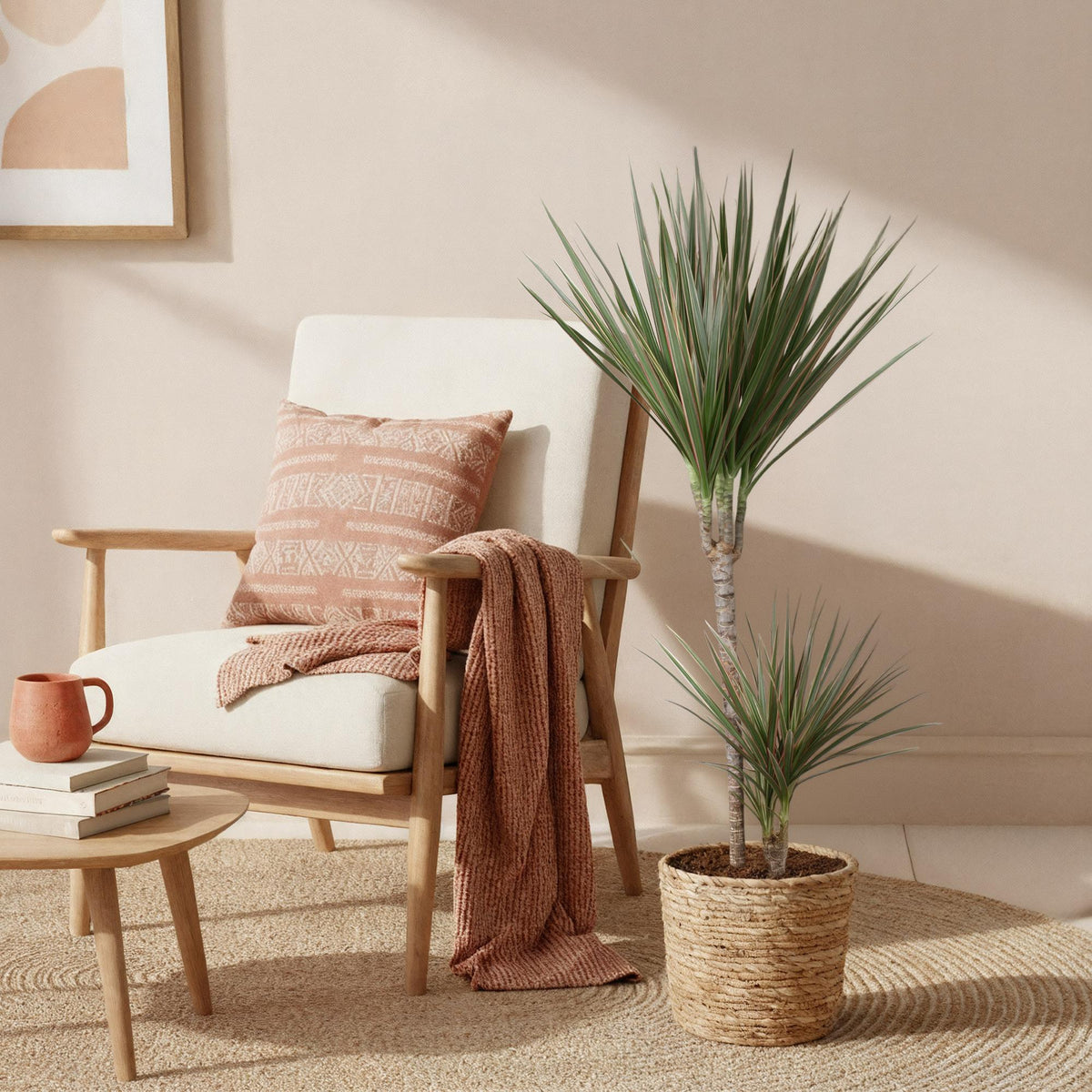 Dracaena Marginata Bicolor, groene bladeren