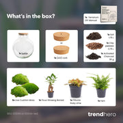 DIY Planten terrarium met licht - Bolder Bob Bonsai