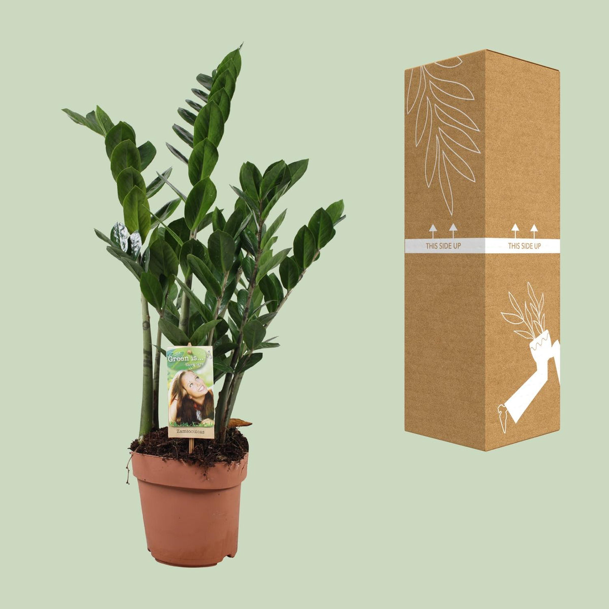 Detailfoto van Zamioculcas Zamiifolia