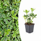 Pachysandra term. 'Variegata', plant in pot