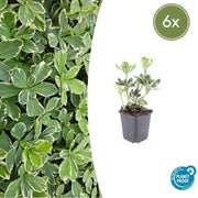 6x Pachysandra term. &